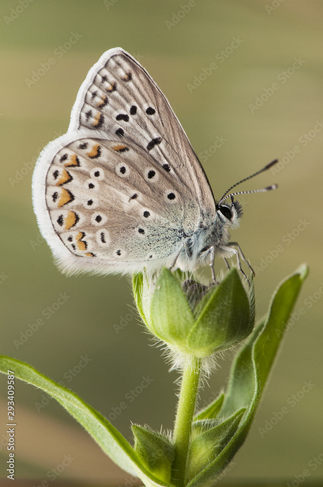Polyommatos icarus or celina Common Blue small butterfly of the Lycaenidae family perched on top of a cocoon Polyommatos icarus or celina Common Blue small butterfly of the Lycaenidae family perched on top of a cocoon