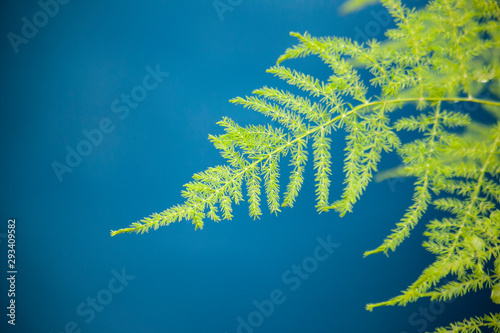 A compound green leaf of an asparagus fern against a blue background photo