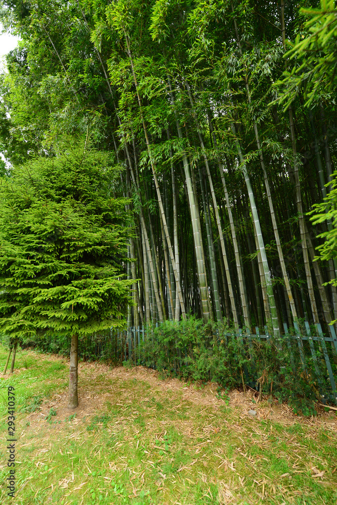 Garden with bamboo forest and beautiful bushes and plants Garden with bamboo forest and beautiful bushes and plants