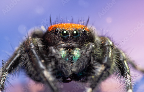 Closeup of a beautiful red and black, male Phidippus apacheanus jumping spider on purple background