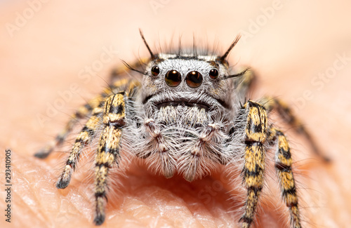 Female Phidippus mystaceus jumping spider sitting on a human finger