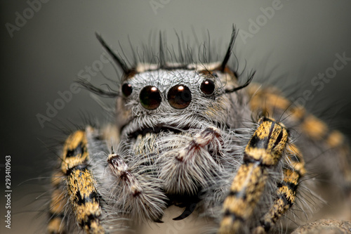 Closeup of a female Phidippus mystaceus jumping spider © pimmimemom