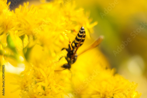 Wasp collecting nectar on the flowers. © lamzin
