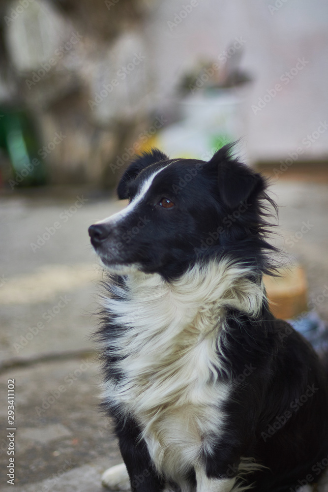 In anticipation of the owner, the dog peers into the distance In anticipation of the owner, the dog peers into the distance