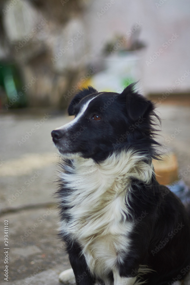 In anticipation of the owner, the dog peers into the distance