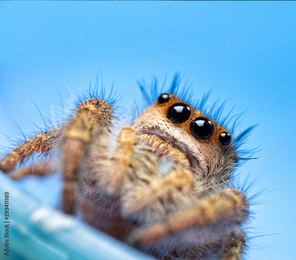 Fototapeta premium Adorable little female Phidippus princeps jumping spider looking up, on blue background