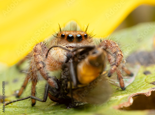 Beautiful female Phidippus princeps jumping spider eating a fly while sitting on a Sunflower