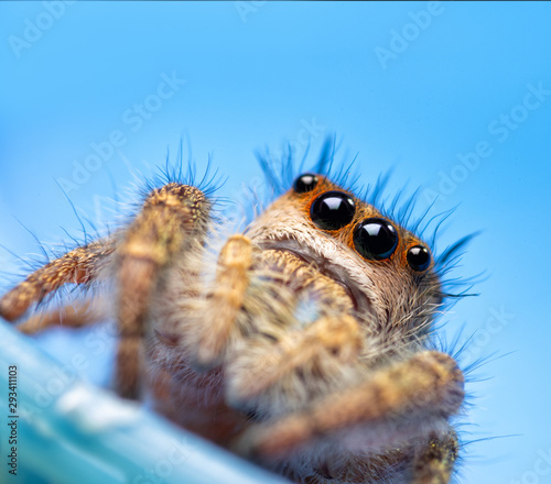 Adorable little female Phidippus princeps jumping spider looking up, on blue background