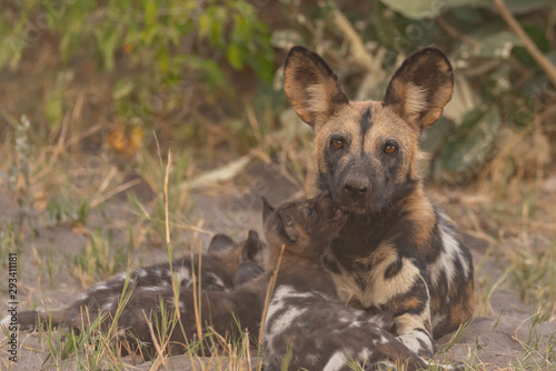 portrait of a african wild dog family 