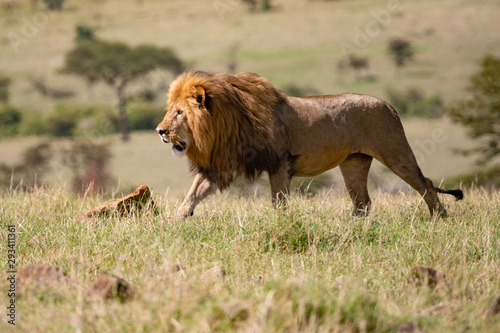 Male lion walking in the savannah