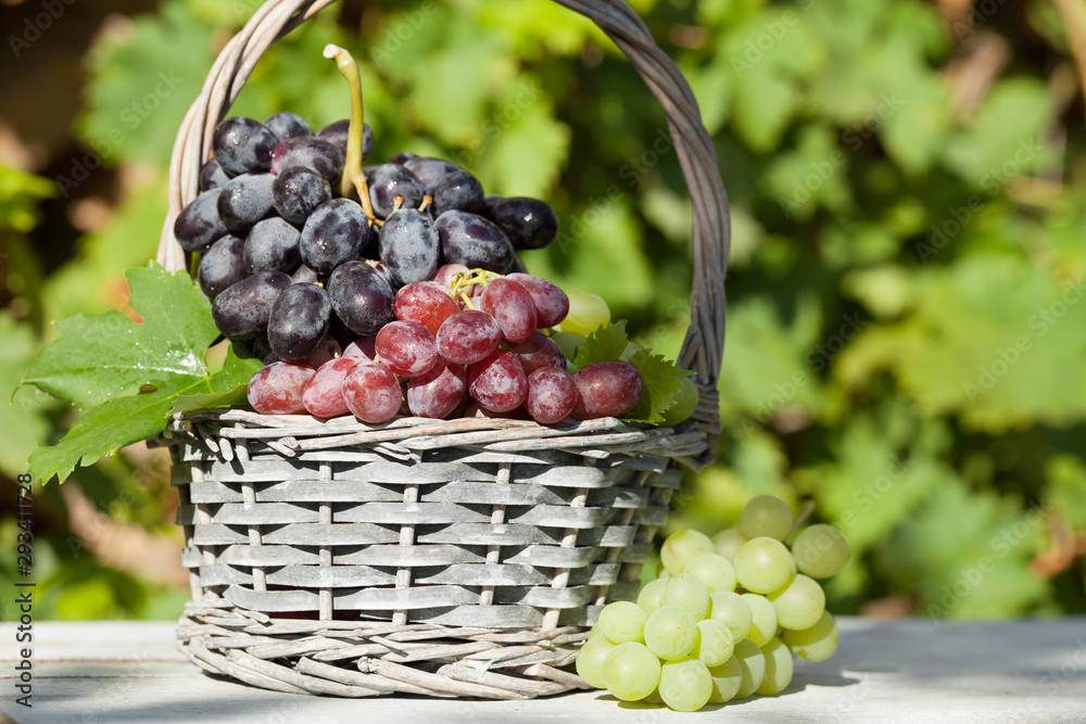 Colorful grapes