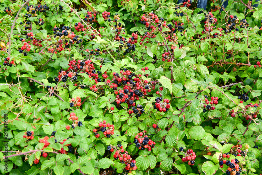 Blackberries on the bush black and red ripe, tasty food, healthy Blackberries on the bush black and red ripe, tasty food, healthy