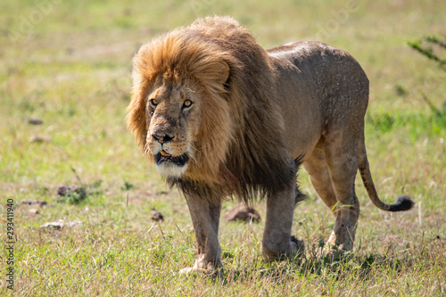Fototapeta Naklejka Na Ścianę i Meble -  male lion on the prowl