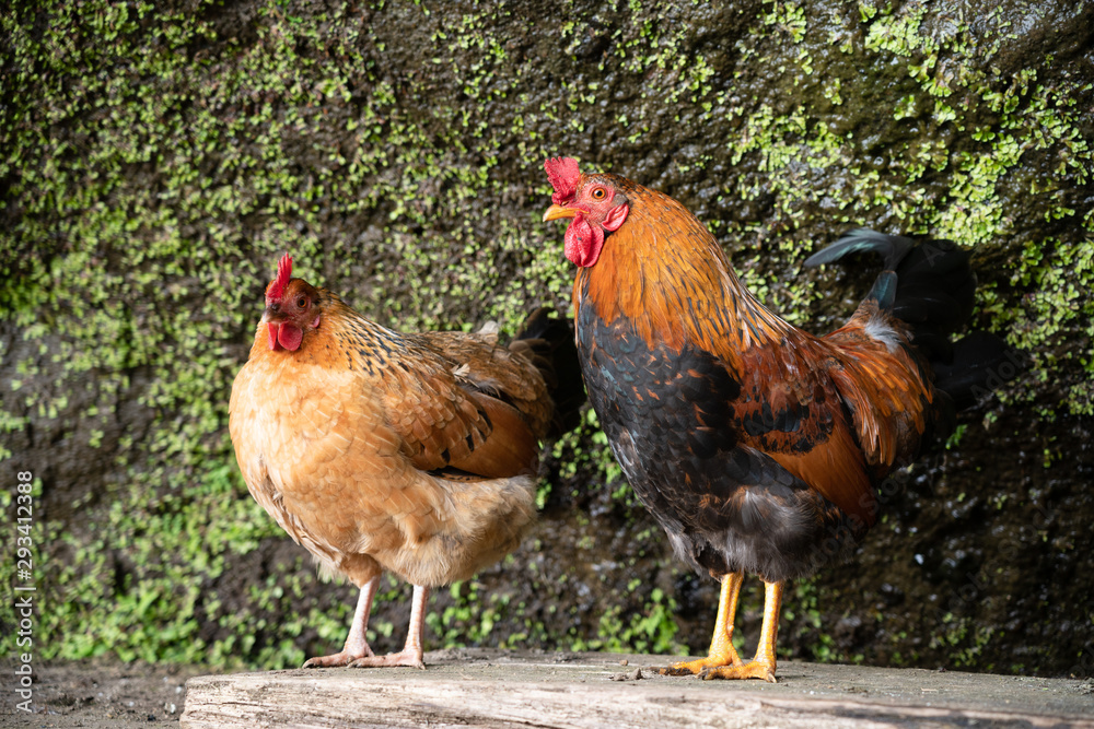 Hen and rooster on the open air on a trip to a levada