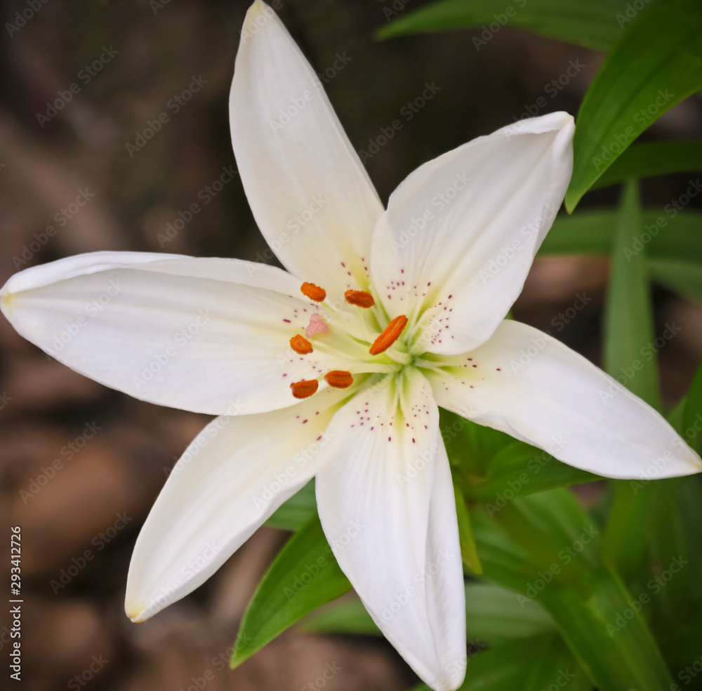 A Close Portrait of a White Lily Flower, Genus Lilium A Close Portrait of a White Lily Flower, Genus Lilium
