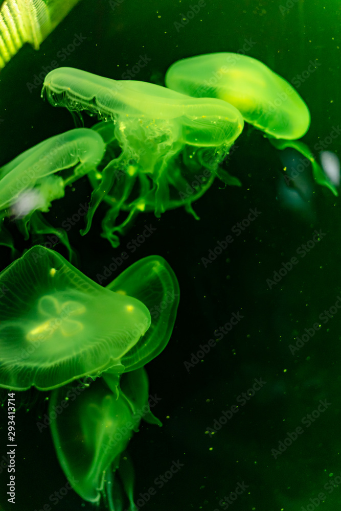 Green Jellyfish. Dangerous Poisonous Medusa in aquarium.