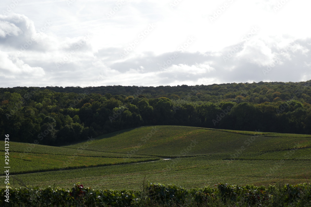 Vineyards in the Champagne region
