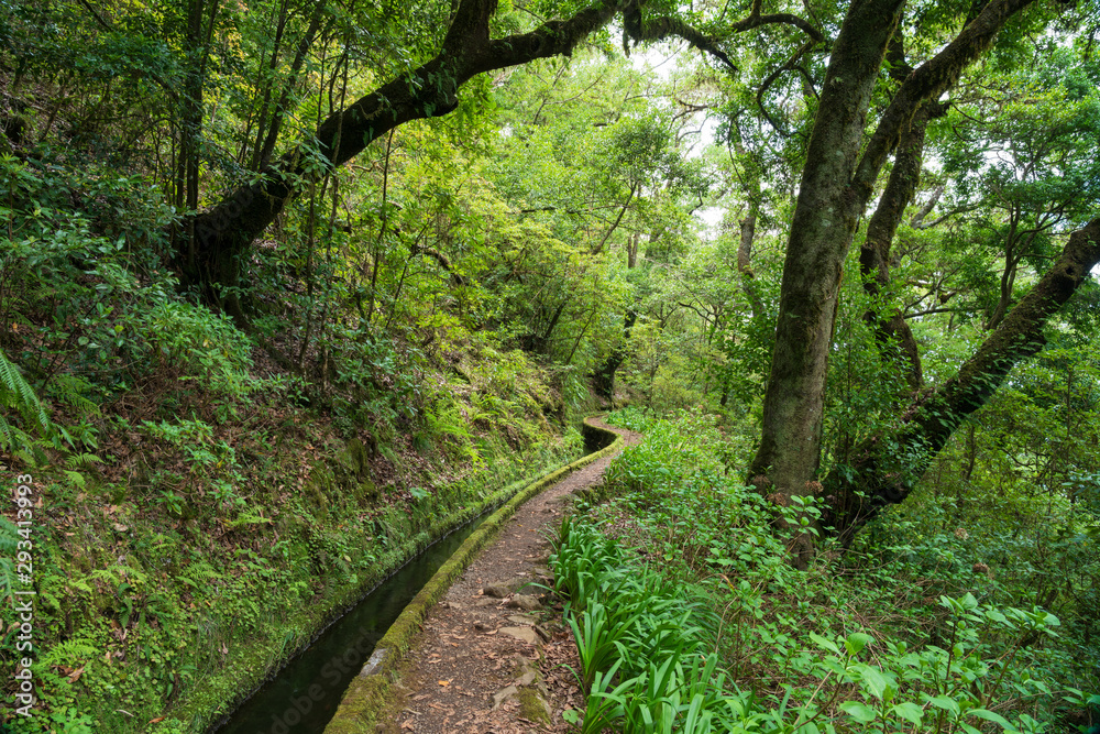 Laurisilva of Madeira is a protected area for the forest type Laurisilva (laurel forest) Laurisilva of Madeira is a protected area for the forest type Laurisilva (laurel forest)