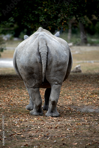 back view of a colossus, rhinoceros living in the zoo of Augsburg in Bavaria Germany