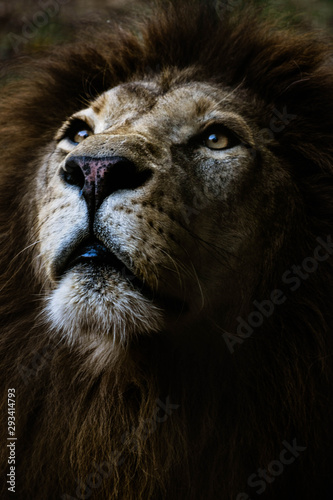 Fototapeta Naklejka Na Ścianę i Meble -  Portrait of a lion