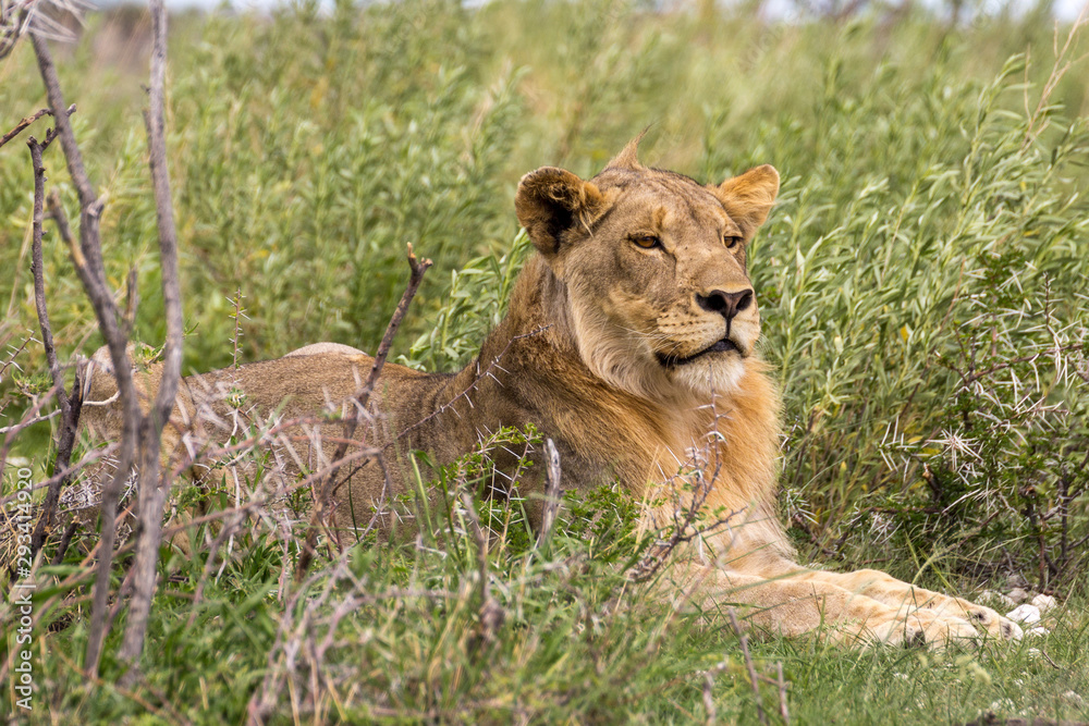 Obraz premium young king of Afrika Lion King