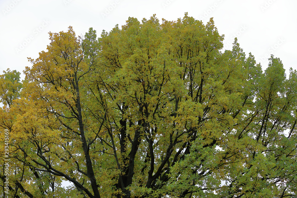 Obraz premium Picturesque deciduous tree with yellow foliage in the autumn park