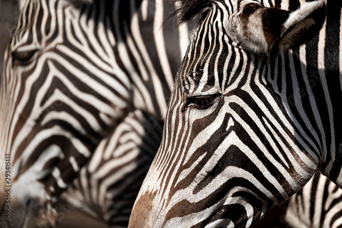 portrait of a zebra, another out of focus in the background