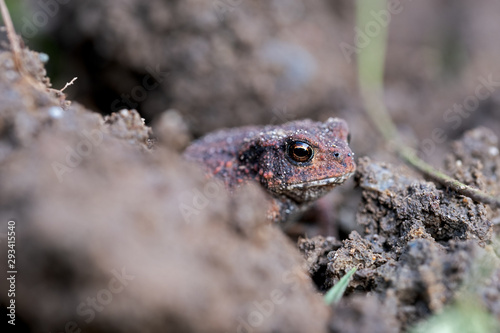 young toad hides among earth crumbs