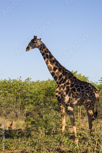 Giraffe Etosha national park wildlife Afrika