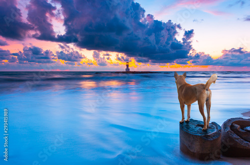 .Dog looking at Khao Lak sea with a lighthouse on the beach at sunset in Phang Nga province,Thailand.