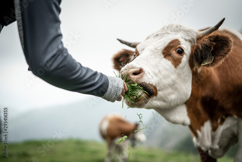 eine Herde Kühe grasen auf einer saftigen Weide in den Alpen