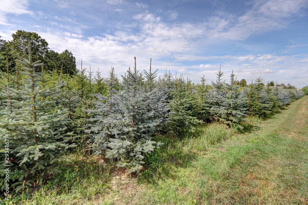spruce and fir plantation for Christmas trees