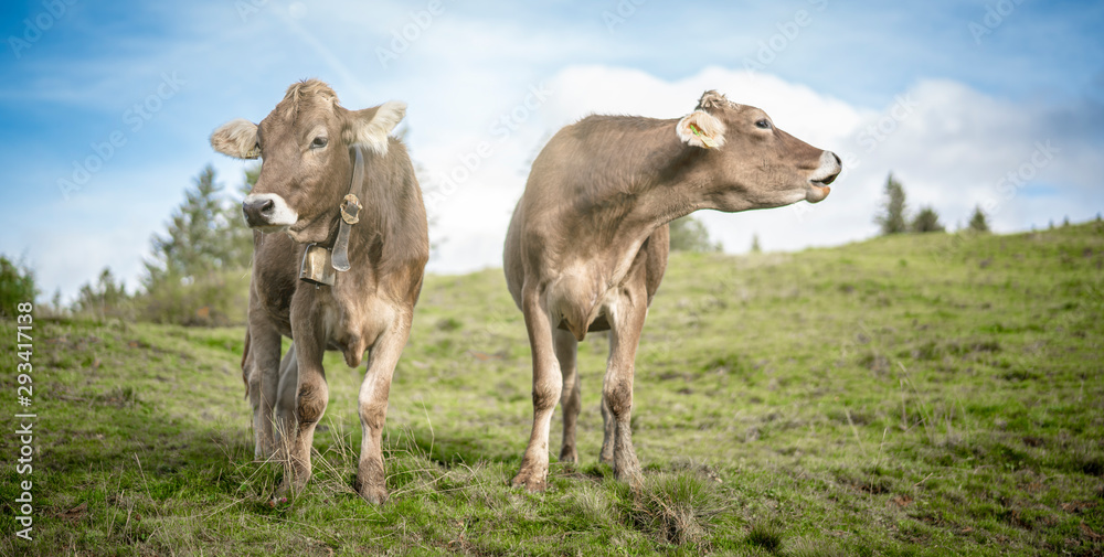 Obraz premium eine Herde Kühe grasen auf einer saftigen Weide in den Alpen
