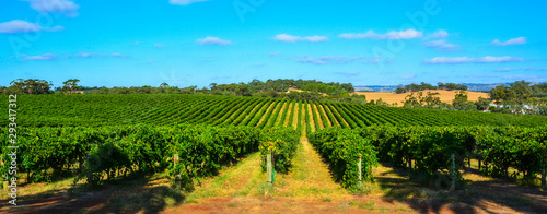 Winery in Barossa Valley in South Australia. photo