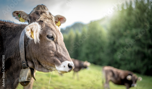 eine Herde Kühe grasen auf einer saftigen Weide in den Alpen