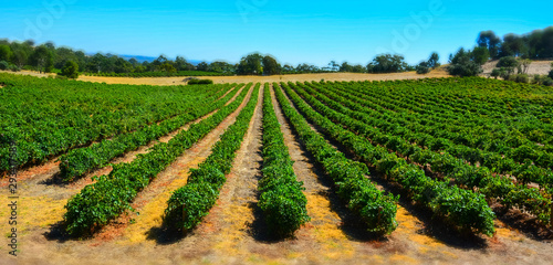 Winery in Barossa Valley in South Australia. photo