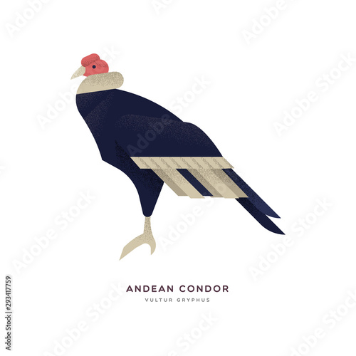 Andean condor bird isolated wild zoo animal