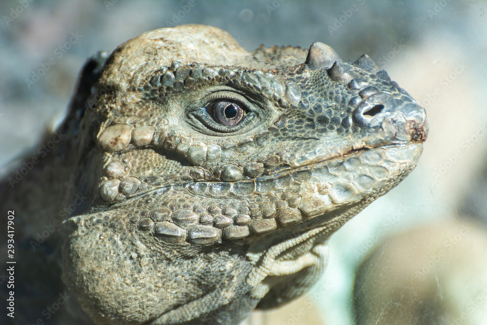 Fototapeta premium Rhinoceros Iguana (Cyclura cornuta)