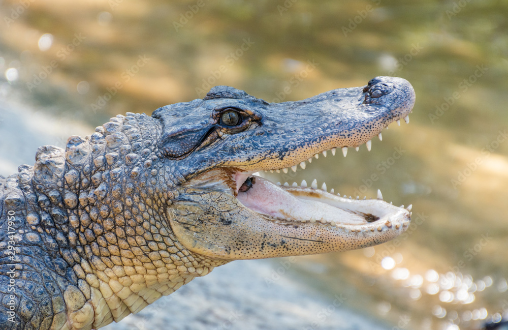 Fototapeta premium American alligator (Alligator mississippiensis).