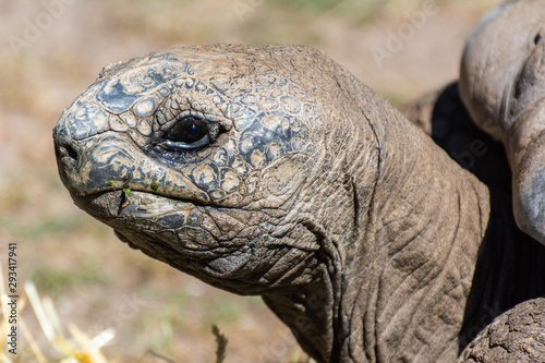 Aldabran Giant Tortoise (Geochelone gigantea).