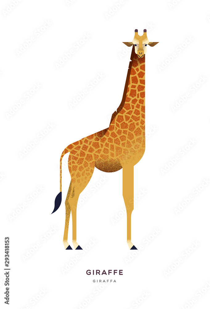 Obraz premium African giraffe isolated wild zoo or safari animal