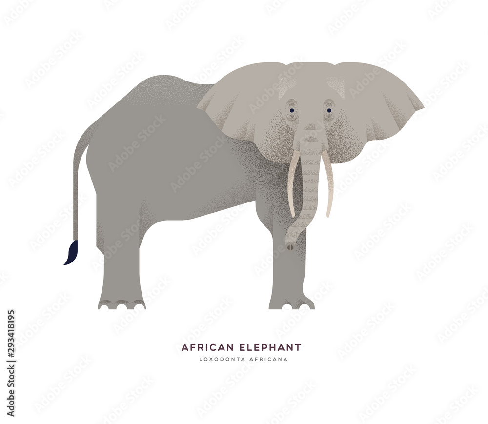 African elephant wild animal isolated background