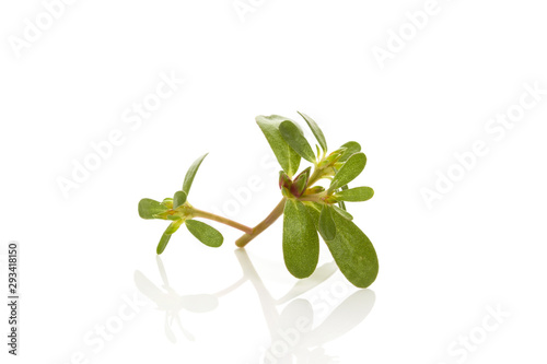 Closeup of Portulaca plant leaves.