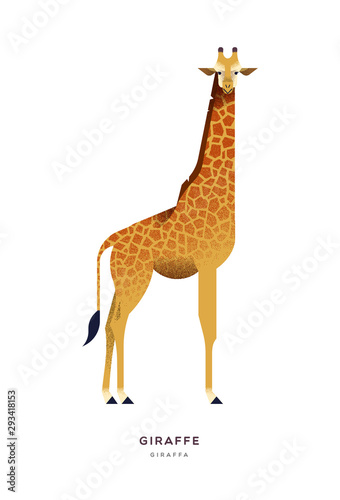 African giraffe isolated wild zoo or safari animal