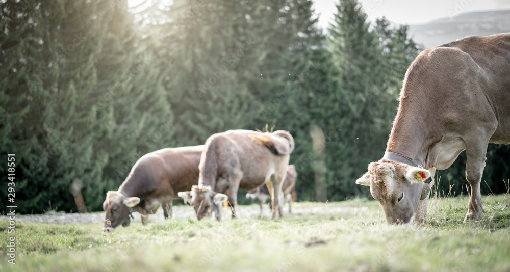 Fototapeta premium eine Herde Kühe grasen auf einer saftigen Weide in den Alpen
