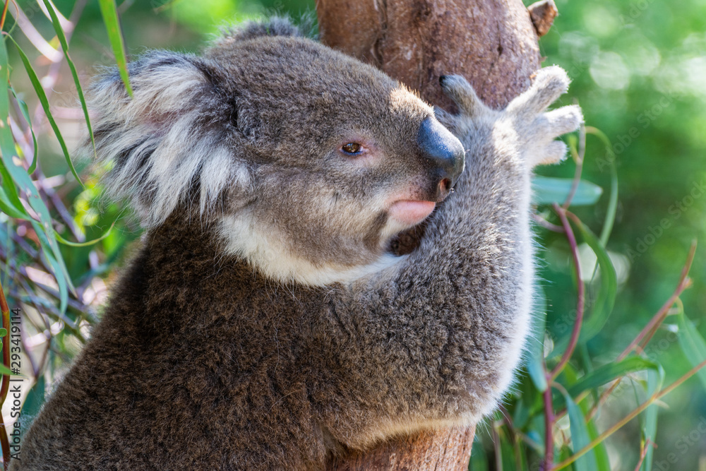 Obraz premium Koala on eucalyptus tree in Australia.