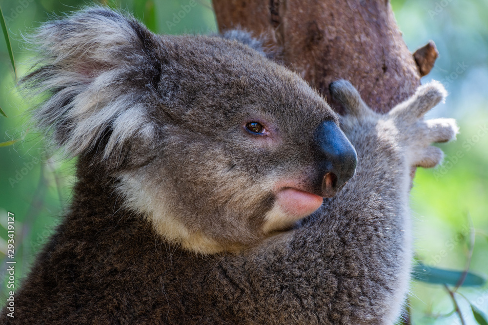 Fototapeta premium Koala on eucalyptus tree in Australia.