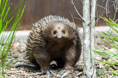 Short-beaked echidna (Tachyglossus aculeatus)