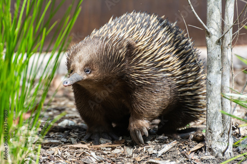 Slika na platnu Short-beaked echidna (Tachyglossus aculeatus)