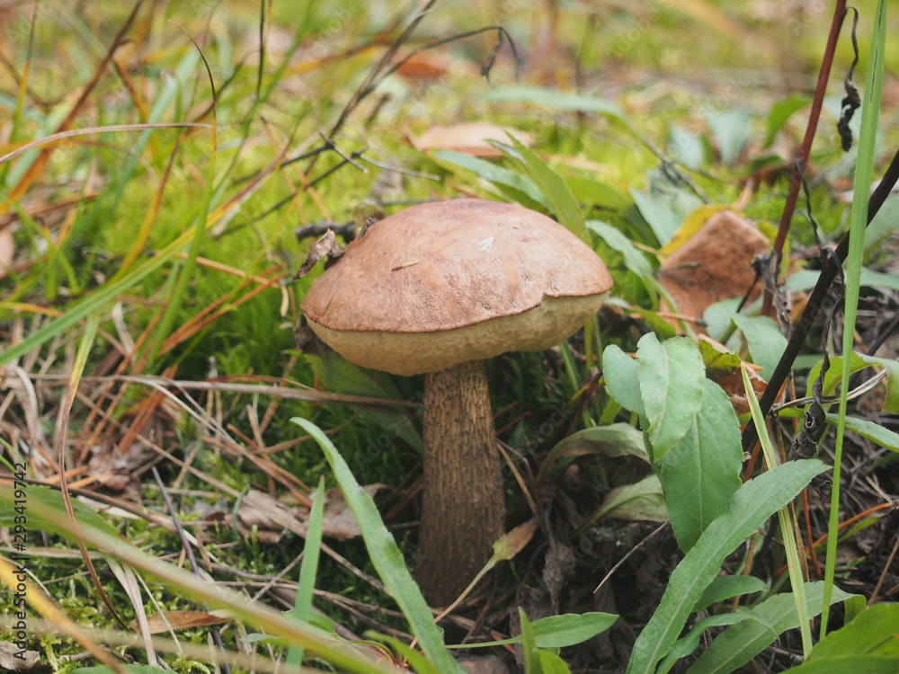 Brown cap boletus grows on the ground in the forest. Edible mushroom. Birch mushroom/ Brown cap boletus grows on the ground in the forest. Edible mushroom. Birch mushroom/